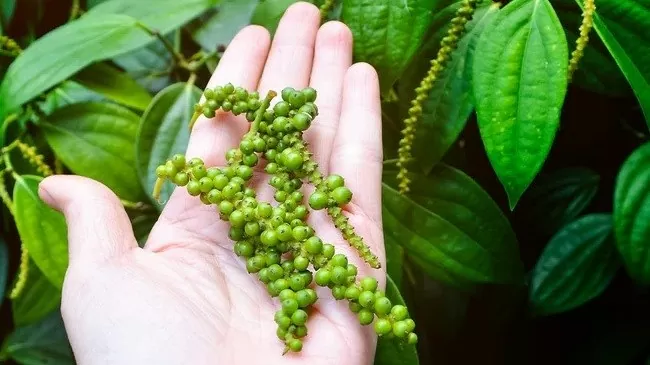 Giá tiêu hôm nay 5/9/2024: Nối dài đà đi lên, sức mua từ Trung Quốc và Trung Đông tăng, thị trường sôi động