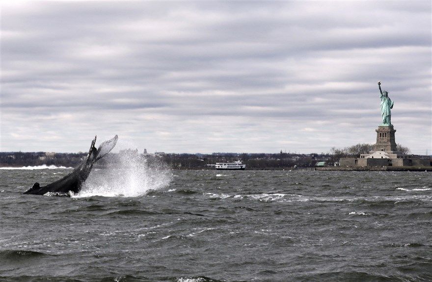 Con cá voi lưng gù nổi lên gần Tượng Nữ thần Tự do ở Cảng New York, Mỹ, ngày 8/12. Trong nhiều giờ, con cá voi nổi lên khoảng một phút hoặc lâu hơn trong một nhịp thở rồi băng qua bờ biển của New York, đi “tham quan” như tòa nhà Empire State ở phía sau. (
