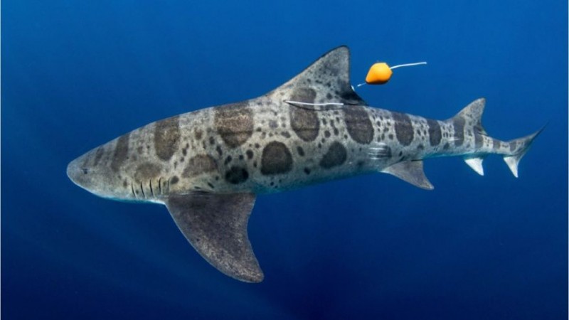 Phát hiện cá mập có thể định hướng bằng mũi