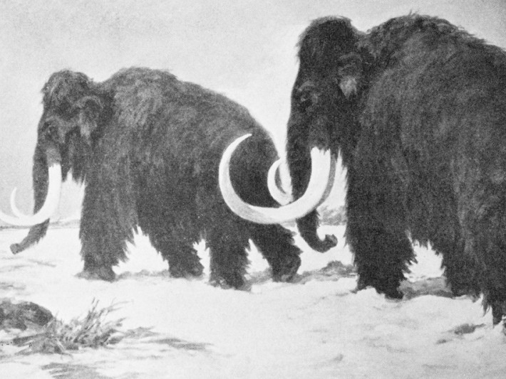Con người đã ở Bắc Cực nhiều ngàn năm trước