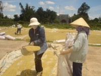 Auspicious start to Vietnamese rice export in 2018