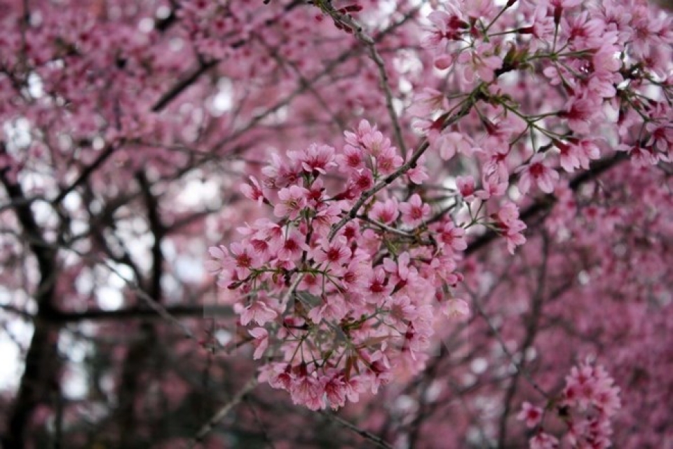 da lats cherry blossom festival kicked off