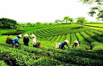 Thai Nguyen festival honours tea processing industry