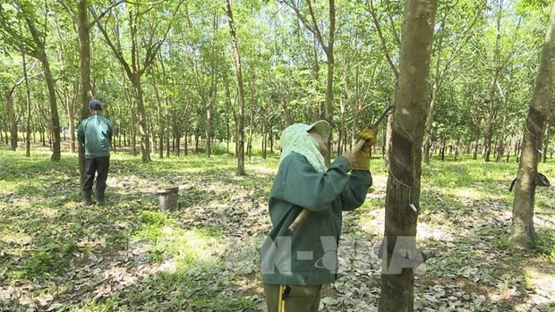 Rubber industry forecast to continue seeing bright prospects this year