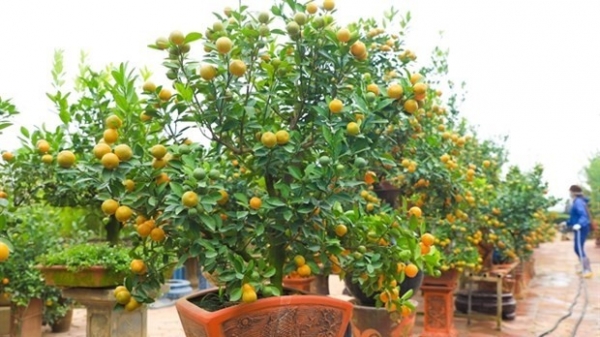 Tu Lien kumquat trees popular ahead of Tet