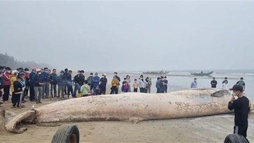 Thanh Hoa: 10-tonne whale carcass buried