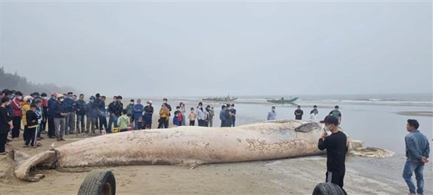 Thanh Hoa: 10-tonne whale carcass buried