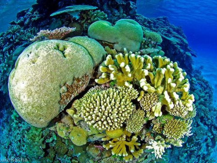 Sự axit hóa ở đại dương làm hư hại các rạn san hô