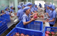 firms in mekong delta perform well in 2017