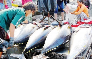 Tuna exports expand 10 percent in 2019