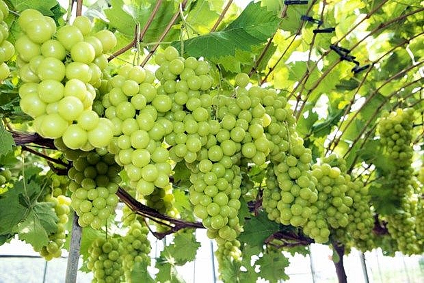 vietnam becomes largest grape importer of rok