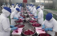 Veggie, fruit exporters seek new markets through EVFTA