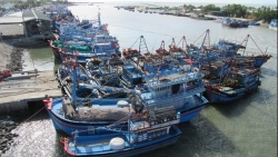 Ben Tre working to combat IUU fishing