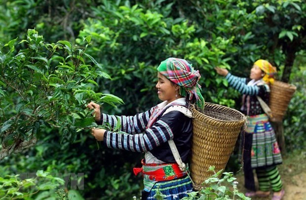 Phin Ho ‘shan tuyet’ tea –specialty of Ha Giang