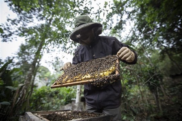 US’s anti-dumping tariff against bee honey to negatively impact on Vietnam's beekeeping industry