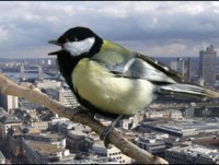 Chim ở đô thị thông minh hơn chim ở nơi hoang dã