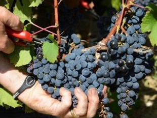 Biến đổi khí hậu ảnh hưởng đến nghề làm rượu vang Pháp