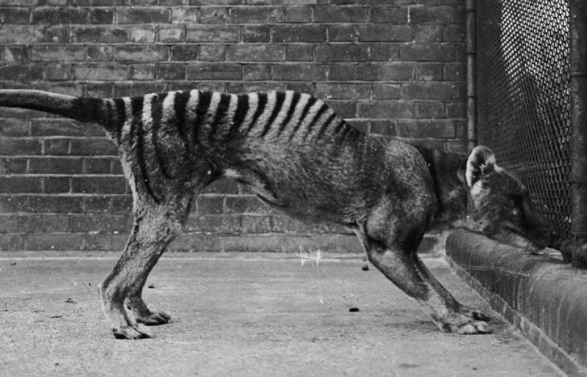 Australia: Hy vọng tìm thấy lại "hổ Tasmania"