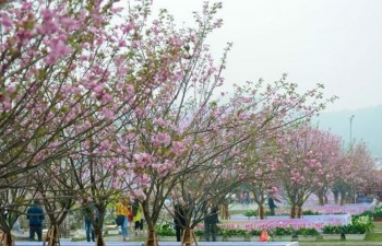 Sakura blossoms on display at VN-Japan cultural festival this weekend