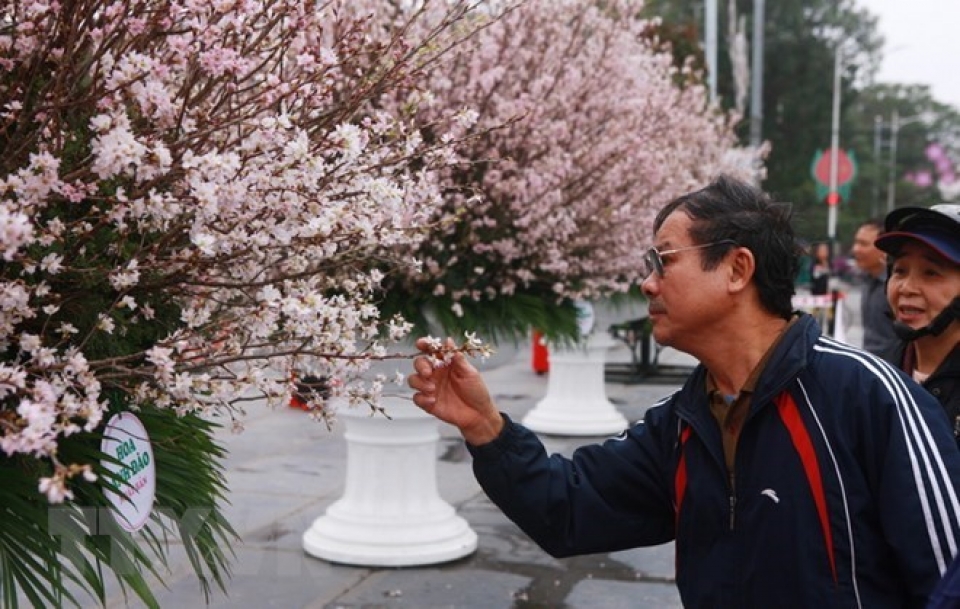 japanese cherry blossom exhibition to be held in hai phong