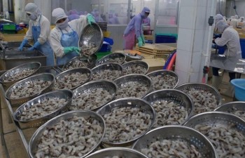 Vietnam aims to earn 4.2 billion USD from shrimp exports