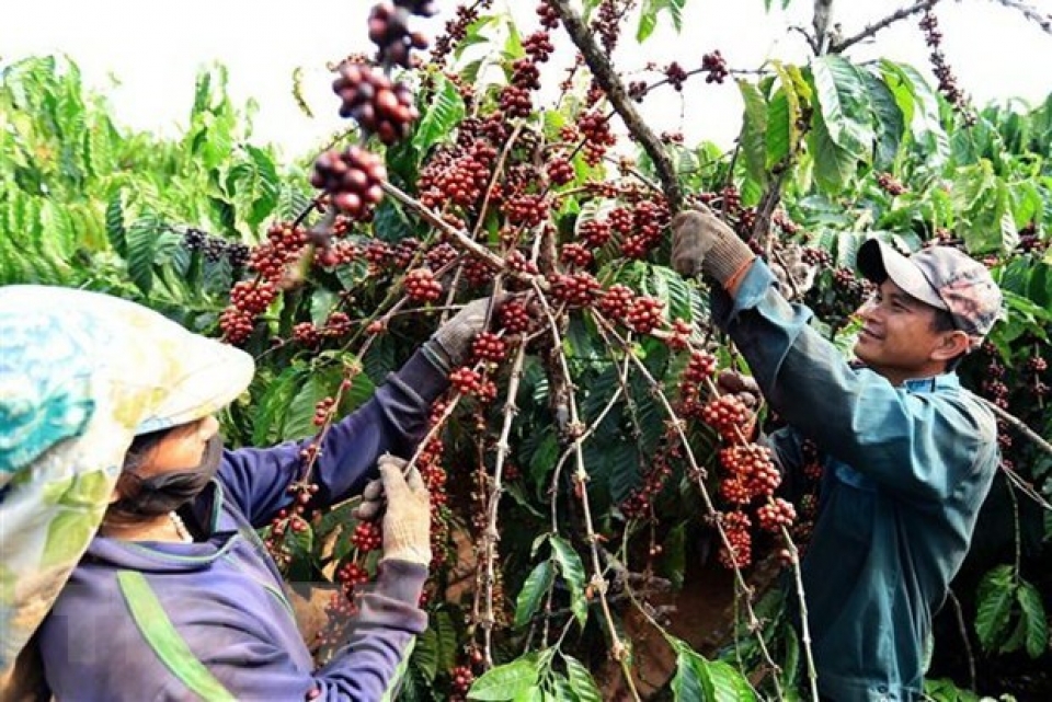 vietnam targets higher coffee quality value