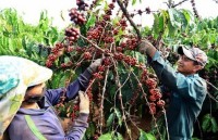 vietnam tightens grip on worlds coffee market