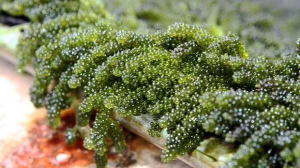 Production links to boost seaweed farming in Viet Nam: experts