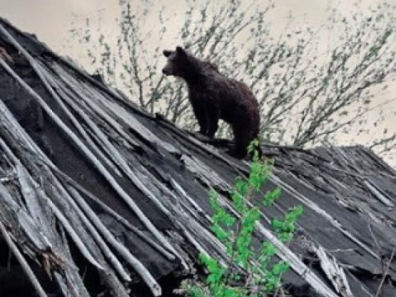 Phát hiện nhiều động vật hoang dã sống ở Chernobyl