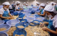 vinacas recommends cashew enterprises to trade carefully to avoid potential losses