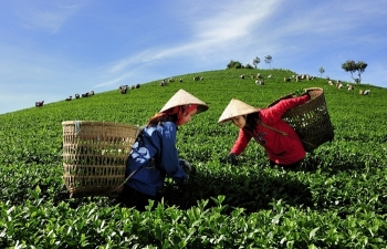 Vietnam’s tea exports edge up 15.4 percent in Q1