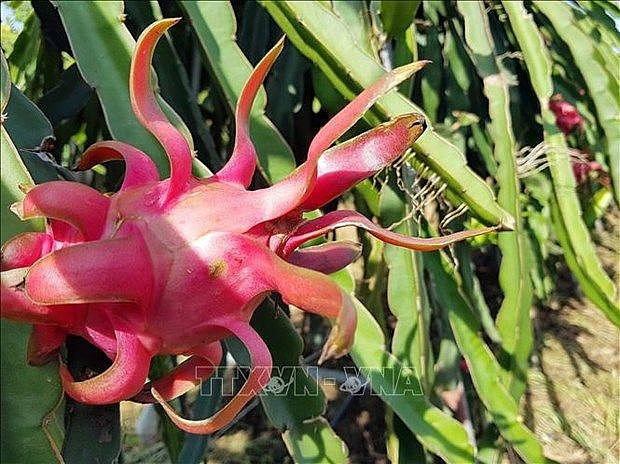 five tones of red dragon fruit on shelves in australia despite covid 19 difficulties