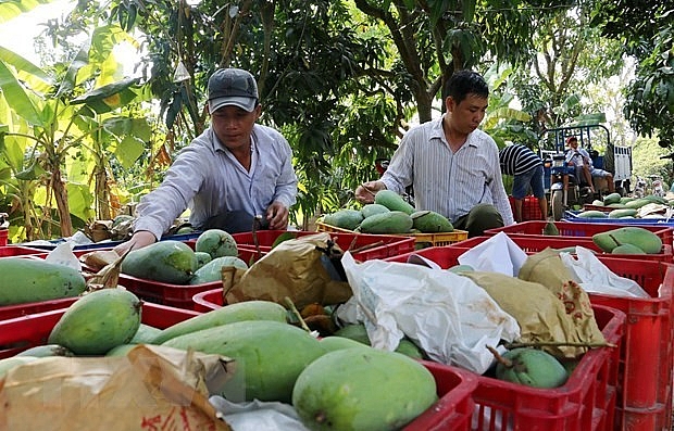 Ministry targets 650 million USD from mango exports by 2030