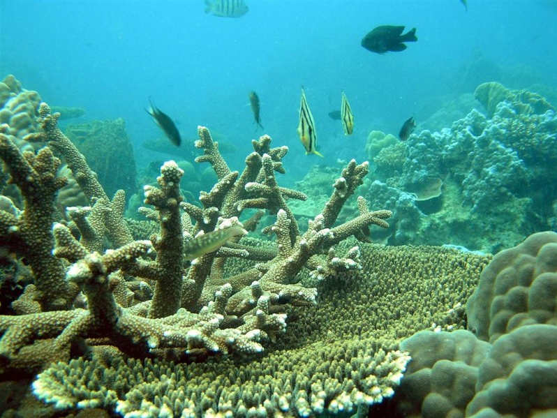 Axit trong nước biển đang phá hủy các rạn san hô