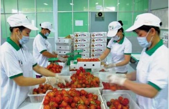 Vietnam’s fruit, vegetables export sees impressive growth