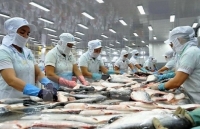 tra fish industry may fully recover in q3 directorate