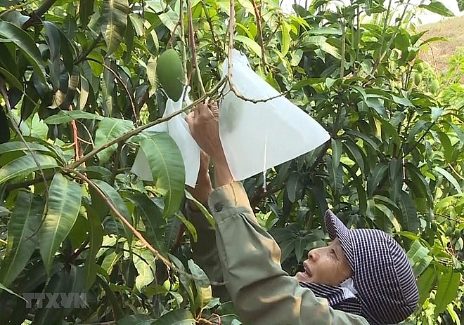 an giang to export mangoes to us in june