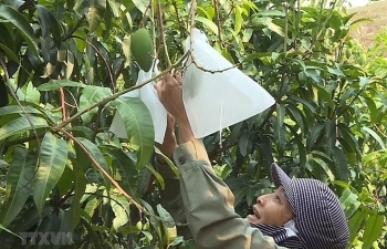 An Giang to export mangoes to US in June