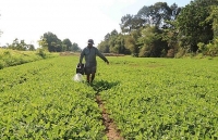 Ha Noi’s agriculture sector looks to grow post-COVID-19 pandemic