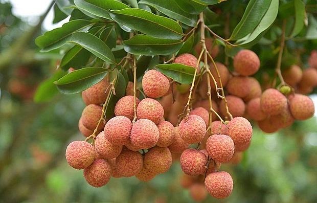 Over 3,600 tonnes of fresh lychees shipped to China via Lao Cai’s int’l border gate