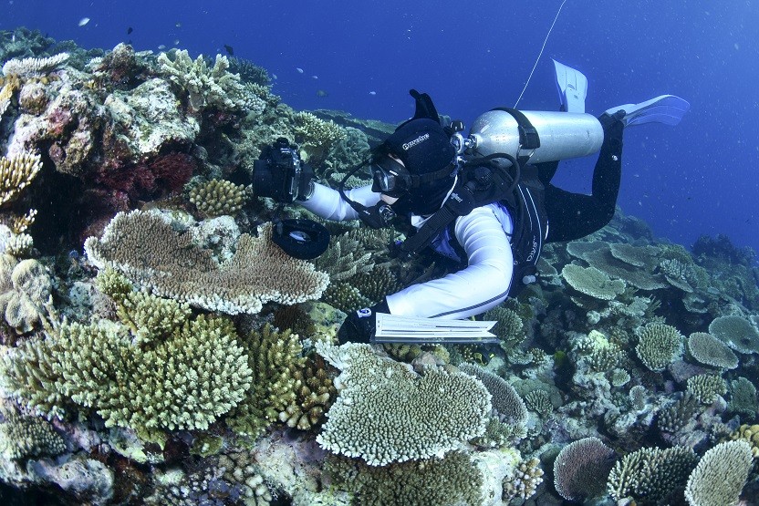 Tương lai nào cho rạn san hô Great Barrier?
