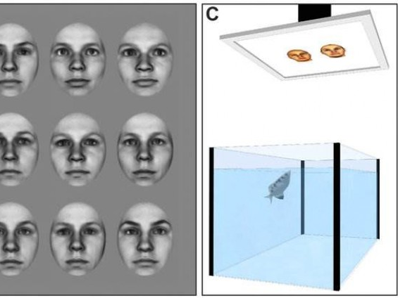 Loài cá có thể nhận dạng khuôn mặt người