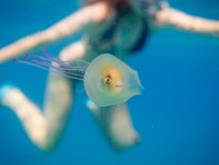 Phát hiện cá sống bên trong con sứa