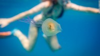 Phát hiện cá sống bên trong con sứa