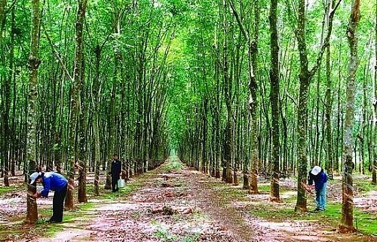 Vietnam earns 662 million USD from rubber exports