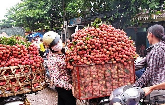 Vietnam becomes second largest exporter of lychees