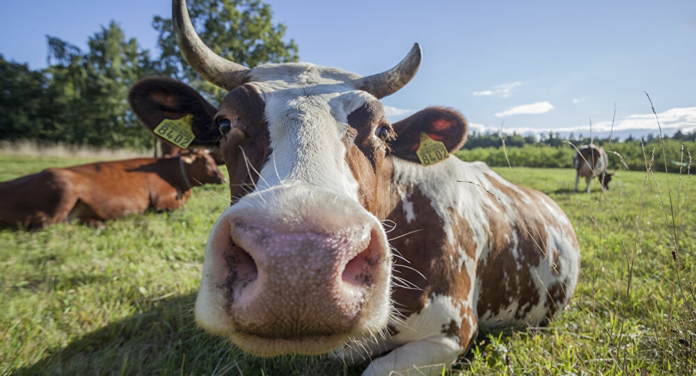 Tin hay không! Rọ mõm loài bò để cứu hành tinh?