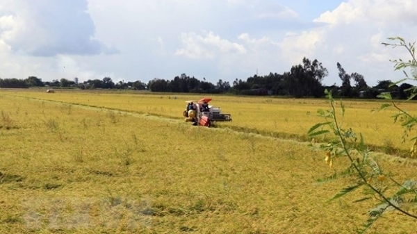 Vietnamese firms win bids for rice exports