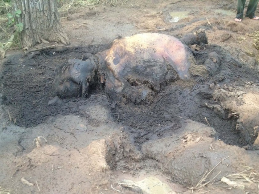 Đắk Lắk: Liên tiếp phát hiện voi con hoang dã chết trong rừng