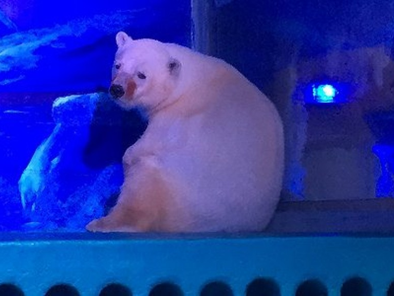 Nỗ lực "giải phóng" con gấu Bắc Cực buồn nhất thế giới